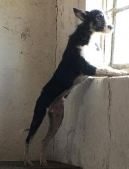 Horsti 55 cm - Alpenrod