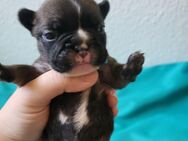 Französische Bulldoggen Welpen suchen ein Zuhause - Mülheim (Ruhr)