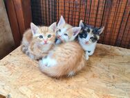 Kitten Kätzchen Katzenkinder - Burgstädt