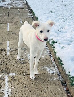 Schweizer Schäferhund-Mischling Welpe - Borgholzhausen