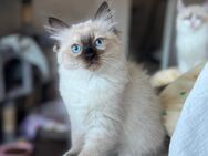Ragdoll Kitten reinrassig - Greven Zentrum