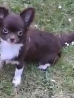 Chihuahua Welpen - Forchheim (Bayern)