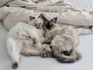 Zwei liebevolle Katzen suchen ein neues Zuhause + ein Katzenbaum inklusive dazu - Brühl Zentrum