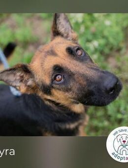 Nayra: Ein Herz auf drei Pfoten - Kirchzell