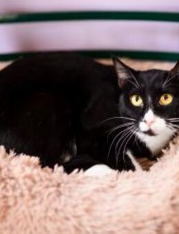 Sylvie aus dem Tierschutz - Grevenbroich