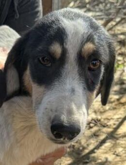 LAILA-hochbeinige,tricolor Hündin, 51 cm - Rösrath