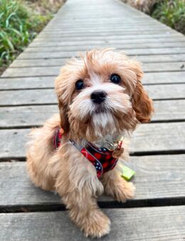 Cavapoo Mädchen 1 Jahr - Lörrach Zentrum