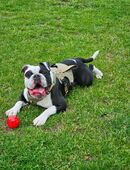 OEB, Old english Bulldogge, Rüde, 2,5 Jahre sucht liebevolles Zuhause in 07366