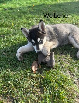 Husky Mix Welpen - Naunhof