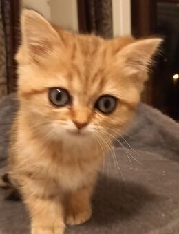 Britisch Kurzhaar Kitten - Erbach (Hessen)