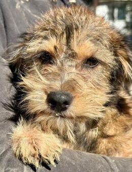 NICKY ~ kleine süße Struppeline - Duisburg