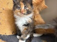 Reinrassige Maine Coon Babys - Hohenfels (Bayern)