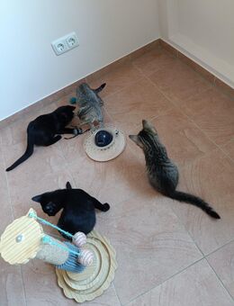 BKH Mix Kaetzchen suchen Dosenöffner - Kolkwitz