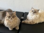 Zwei Britisch Langhaar Katzen BLH Kastriert Schwestern - Emden