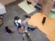 "Alle Kätzchen reserviert" Kitten in liebevolle Hände abzugeben - Neumünster