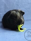❤️ HILARIA ❤️ d Meerschweinchen weibchen Crested in 44263