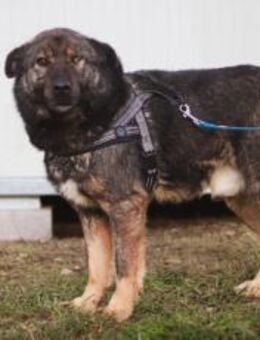 Dieter sucht sein Glück - München