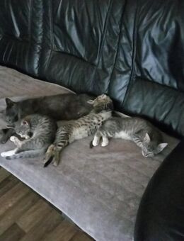 Katzenbaby sucht neue Zuhause - Hamburg