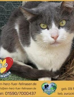 Lilo wartet auf ihr Für-immer-Zuhause! - Waakirchen