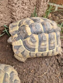 Griechischen Landschildkröten weiblich NZ 2015 - Otterbach