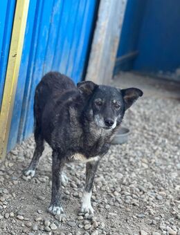 EMILIA sucht GNADENPLATZ! - Neuberg