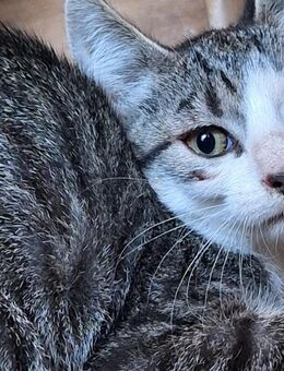 Katzenbabys ZU VERSCHENKEN ca. 12 Wochen in liebevolle Hände abzugeben vom Bauernhof - Walldürn