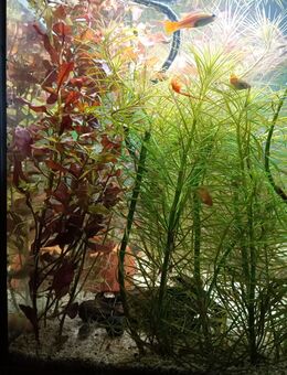 7 große Aquariumpflanzen komplett DRINGEND ABZUHOLEN - Quakenbrück