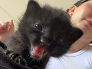 Kitten - Köln