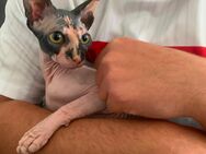 Hübsche Warmherzige Sphynx Katze Jung - Berlin