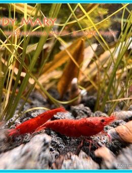 ❤️‍ Zwerggarnelen Bloddy Mary ❤️‍ - Rattenberg