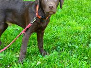 Exklusive Labrador Welpen mit Ahnentafel suchen ihr Traumzuhause! - Augsburg
