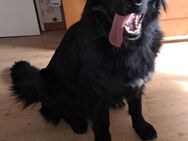 Balou sucht ein erfahrenes Herrchen/Frauchen - Essen
