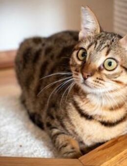 Miss Mini, verspielte Katzendame, ca. 10 - Vaterstetten