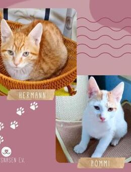 Kater Hermann und Pömmi suchen Dich - Lalendorf