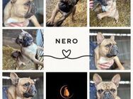 French Bully NERO sucht Sofaplatz PP - Neustadt (Rübenberge)