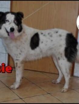 hübsche Cassie sucht ein Zuhause - Margetshöchheim