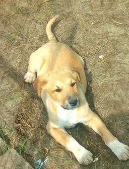 Aron, Welpenjunge sucht Dich - Bonndorf (Schwarzwald)