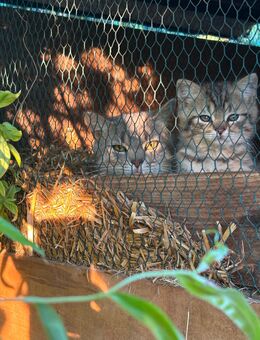 BKH Mix Kater - Wandlitz