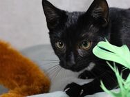 Ehemalige Straßenkatze sucht zuhause - Berlin Marzahn-Hellersdorf