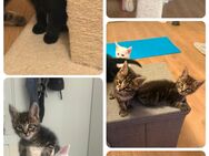 Main Coon Kitten - Leverkusen
