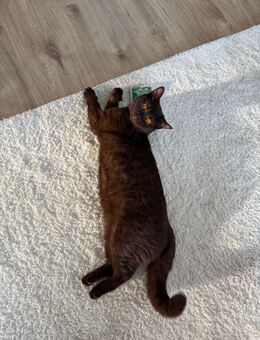 Britisch Kurzhaar Kitten in der Farbe blue - Dettenheim