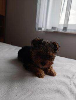Yorkshire terrier - Höpfingen