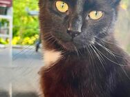 Katze Olga - Lalendorf