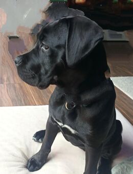 Cane Corso Boerboel Weibchen - Lehrte