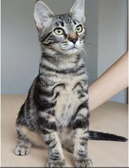 Congo- mega verschmust & menschenbezogen - Wilhelmsfeld