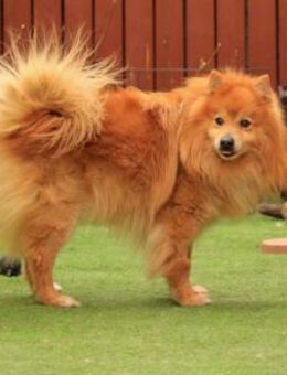 Spitz mit Speed: Baloo will durchstarten - Chemnitz