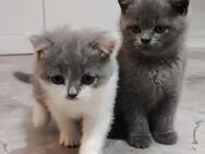 BKH Kitten - Gladbeck Zentrum