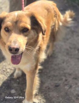 Retriever Mix BubBAILEYist ein Schatz - Overath