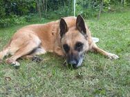 NOTFALL sofort Platz gesucht für RUBY‼️ - München
