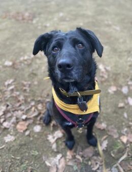 Bonnie sucht ein liebes Heim - Berlin